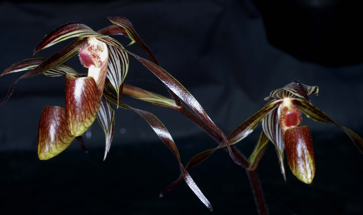 Paphiopedilum gardineri 100308 (163)