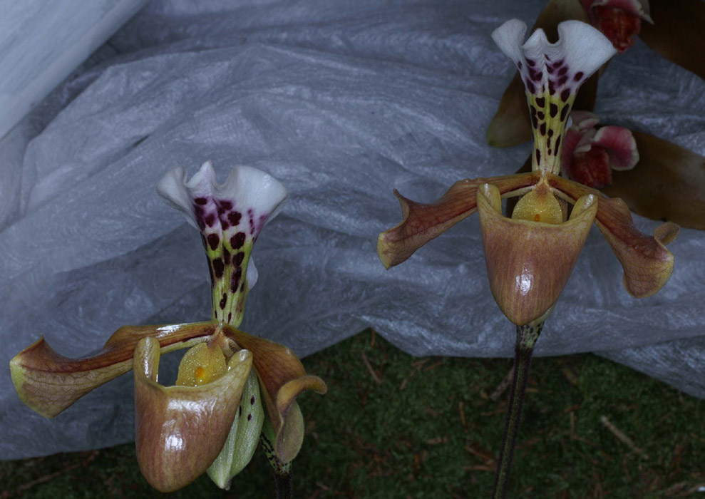 Paphiopedilum gratrixianum 090308 (11)