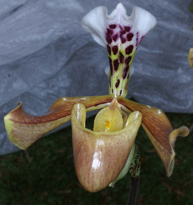 Paphiopedilum gratrixianum 090308 (12)