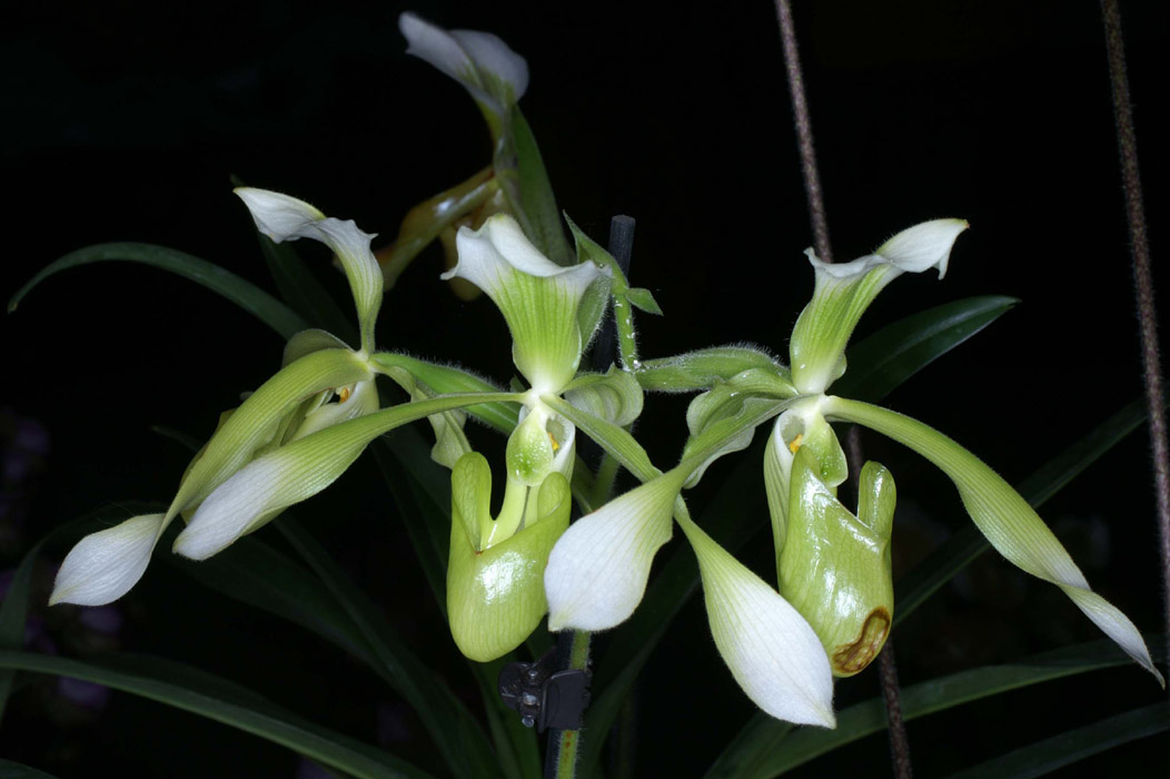 Paphiopedilum haynaldianum album 090308 (273)
