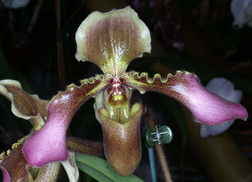 Paphiopedilum hirsutissimum 100308 (53)