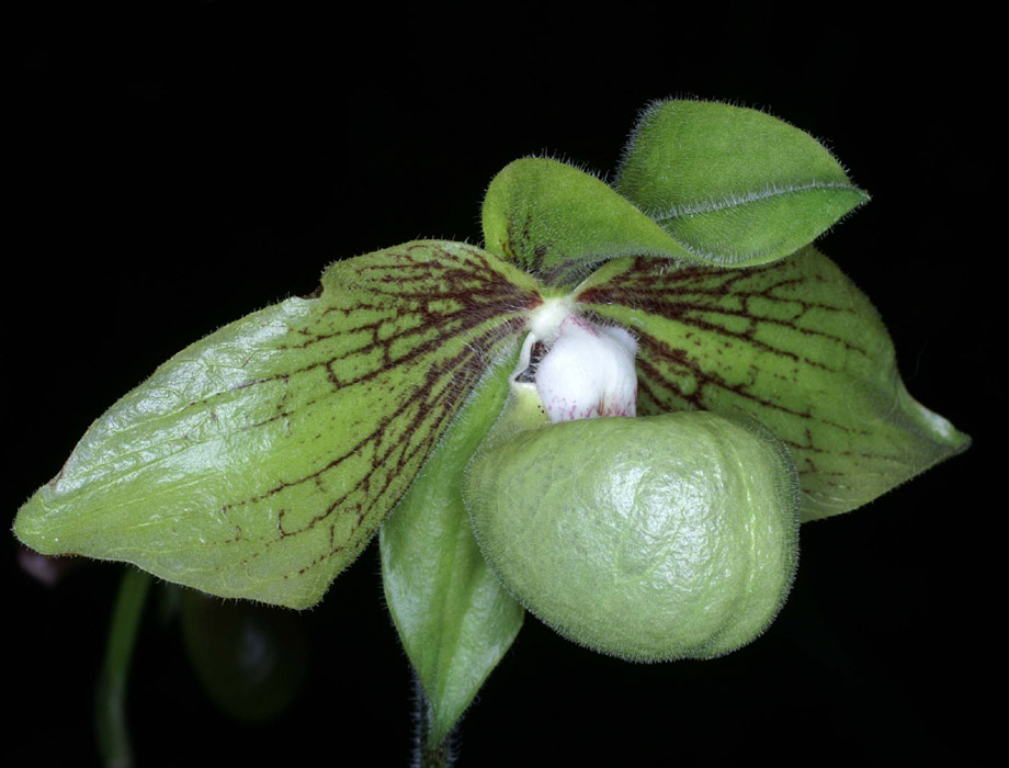 Paphiopedilum jackii 090308 (265)