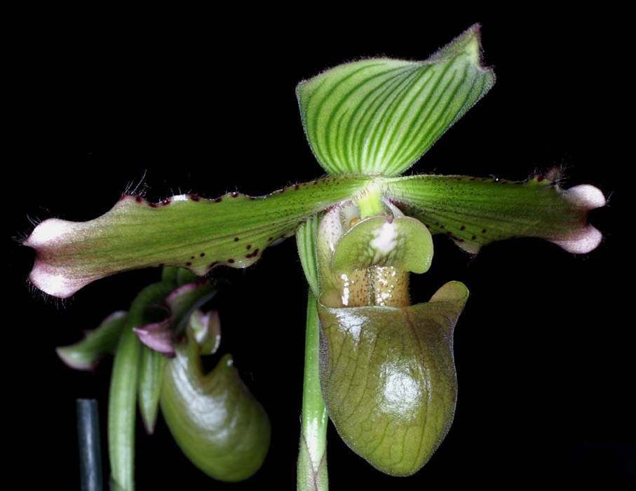 Paphiopedilum javanicum 090308 (272)