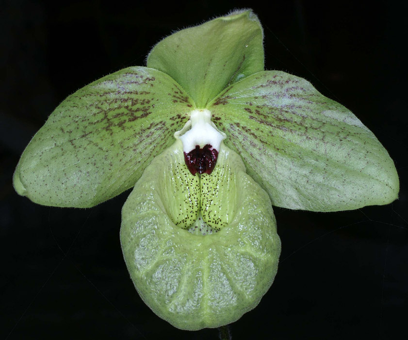 Paphiopedilum malipoense 100308 (153)