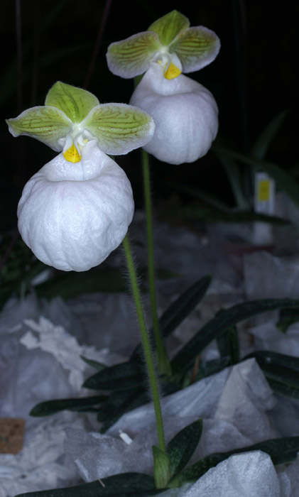 Paphiopedilum micranthum album 090308 (259)