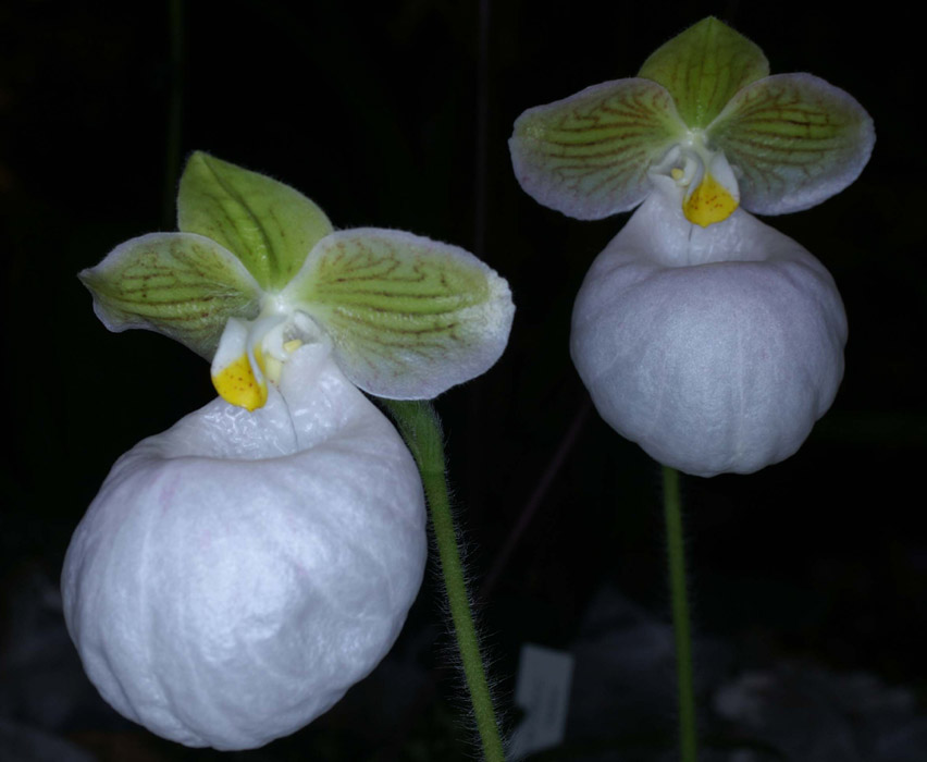 Paphiopedilum micranthum album 090308 (260)