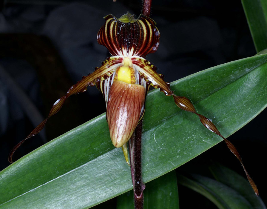 Paphiopedilum praestans 100308 (59)