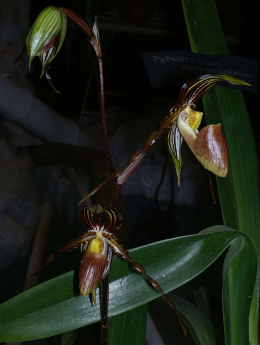 Paphiopedilum praestans 100308 (60)
