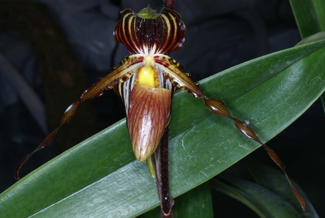 Paphiopedilum praestans 100308 (61)