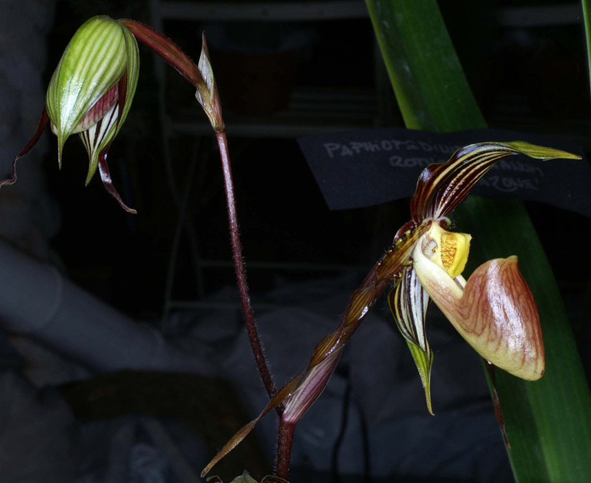 Paphiopedilum praestans 100308 (62)
