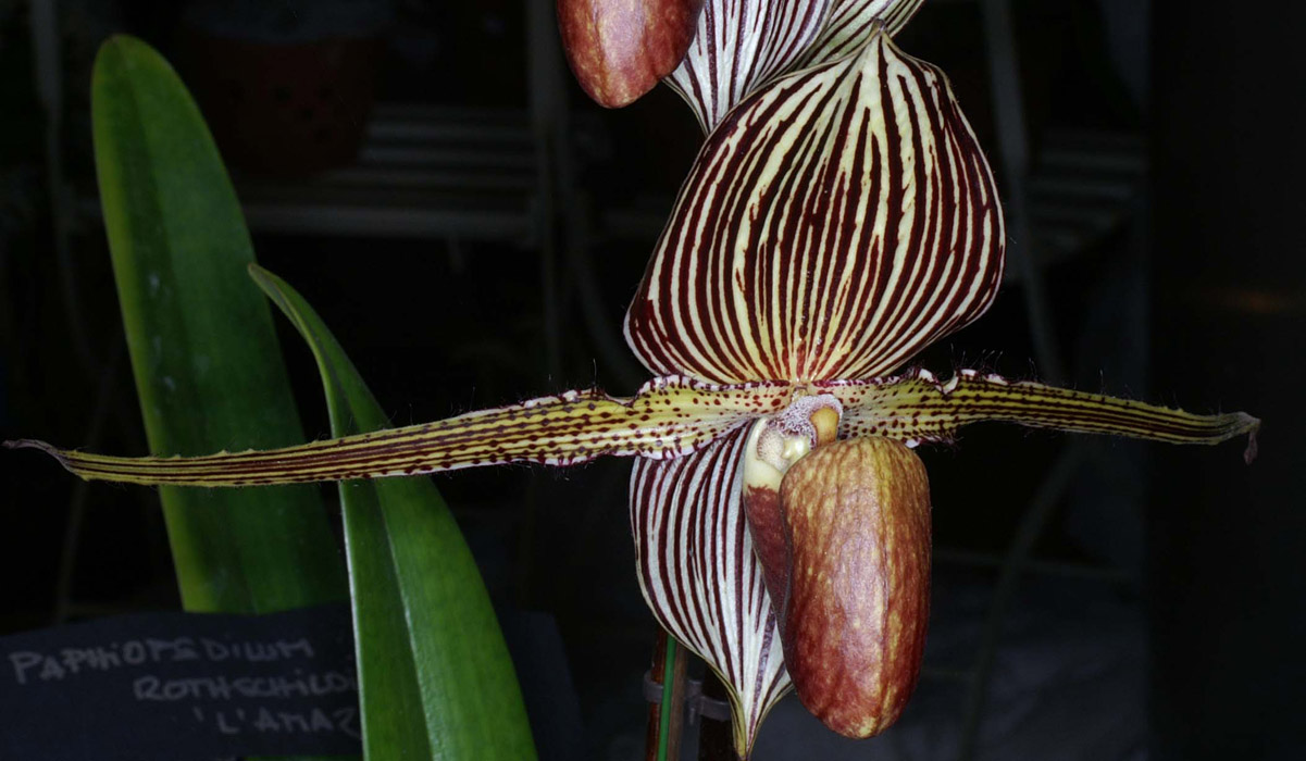 Paphiopedilum rothschildianum 090308 (228)