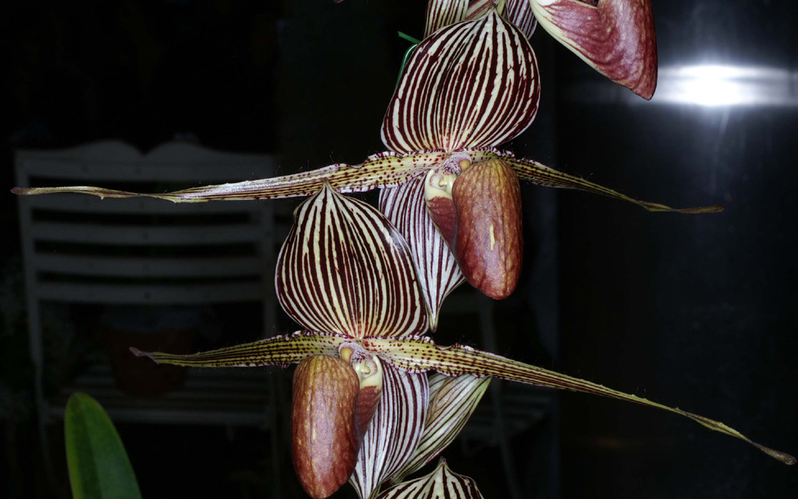 Paphiopedilum rothschildianum 090308 (229)