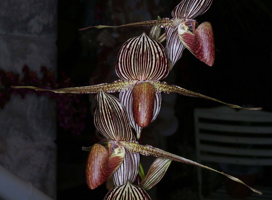 Paphiopedilum rotschildianum 100308 (55)