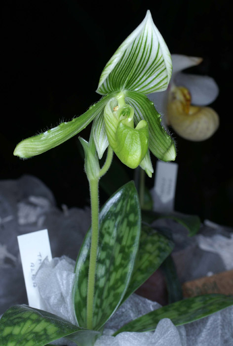Paphiopedilum thailandense alba 090308 (257)