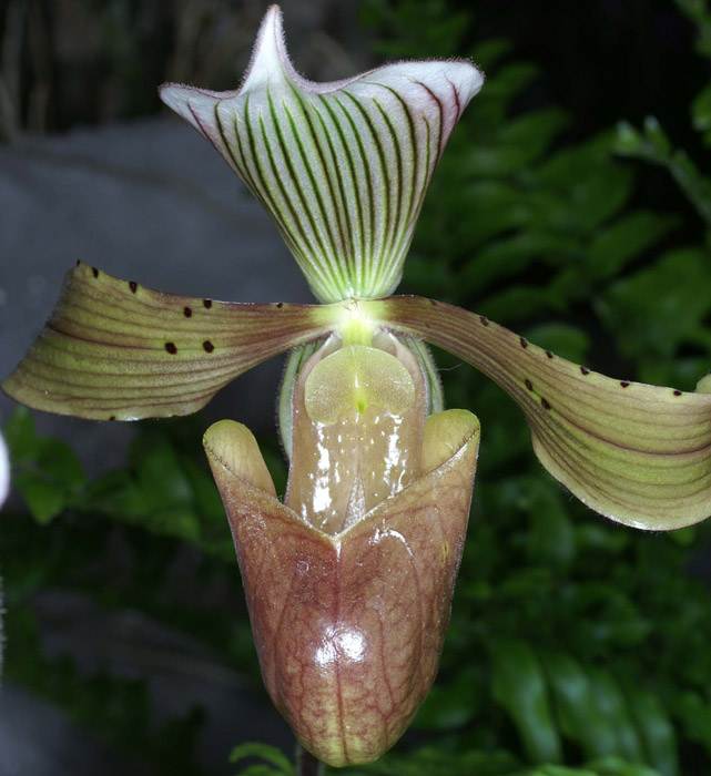 Paphiopedilum tonsum cupreum 090308 (278)