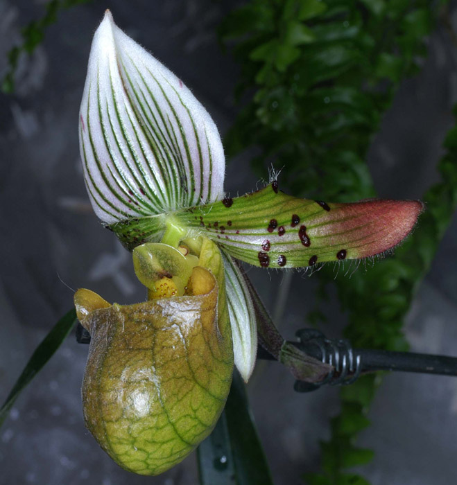 Paphiopedilum urbanianum 090308 (280)