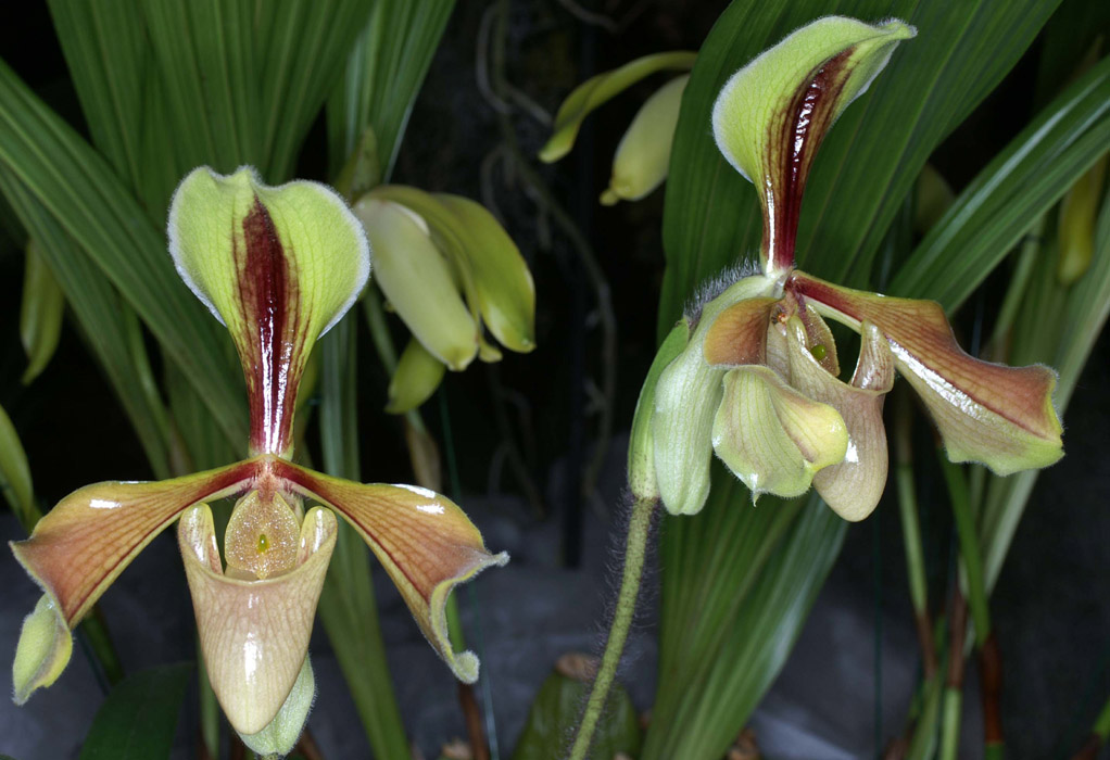 Paphiopedilum villosum 090308 (5)