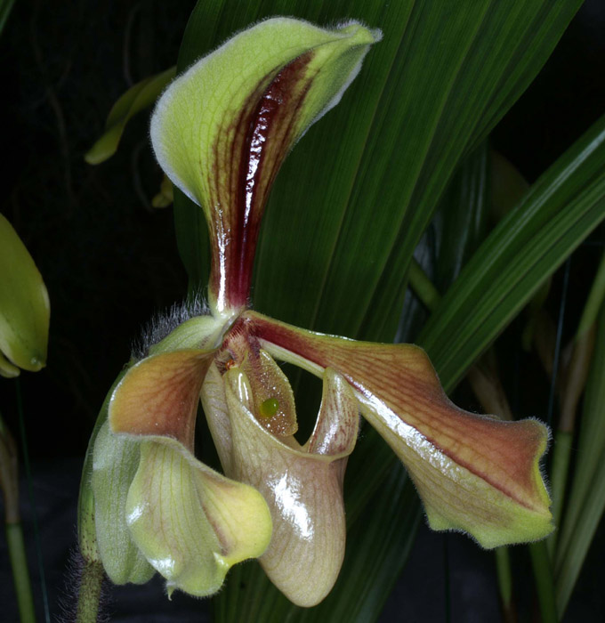 Paphiopedilum villosum 090308 (7)