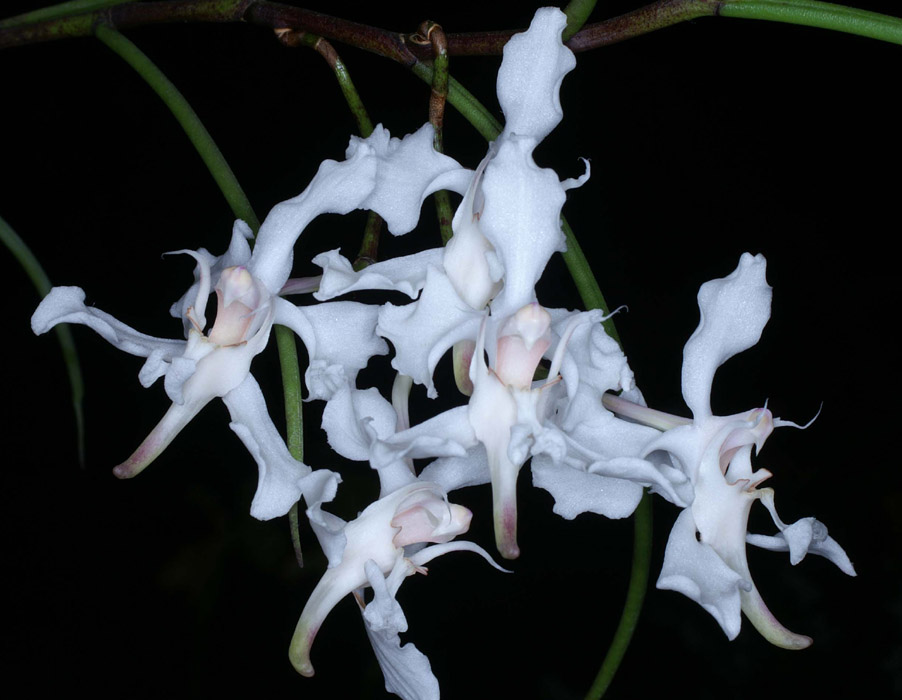 Papilionanthe vandarum 090308 (19)