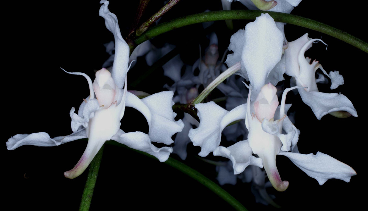 Papilionanthe vandarum 090308 (20)