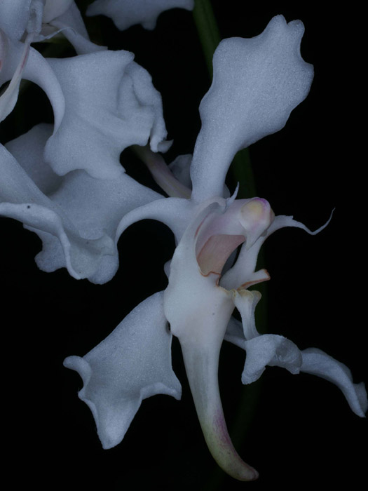 Papilionanthe vandarum 090308 (21)