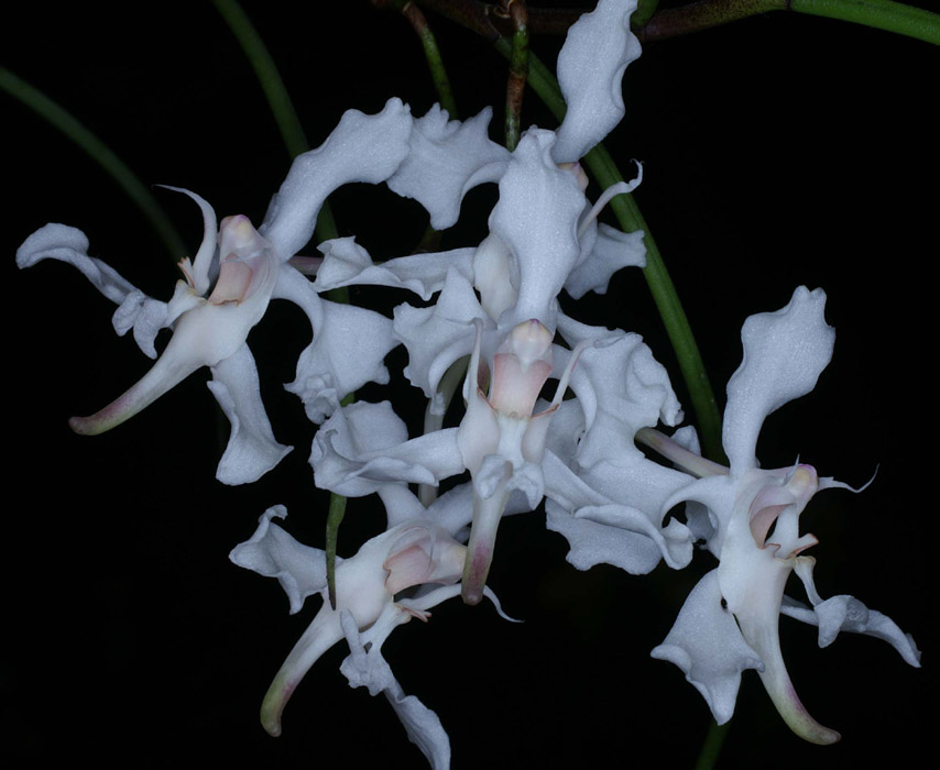 Papilionanthe vandarum 100308 (82)