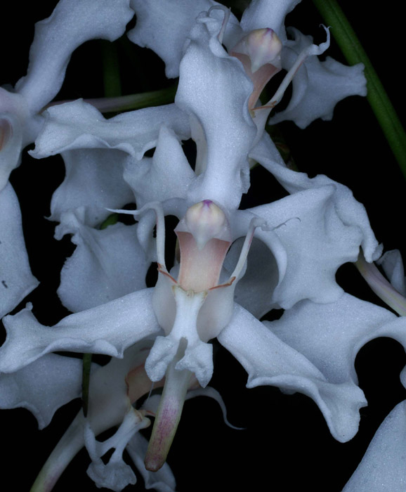 Papilionanthe vandarum 100308 (83)