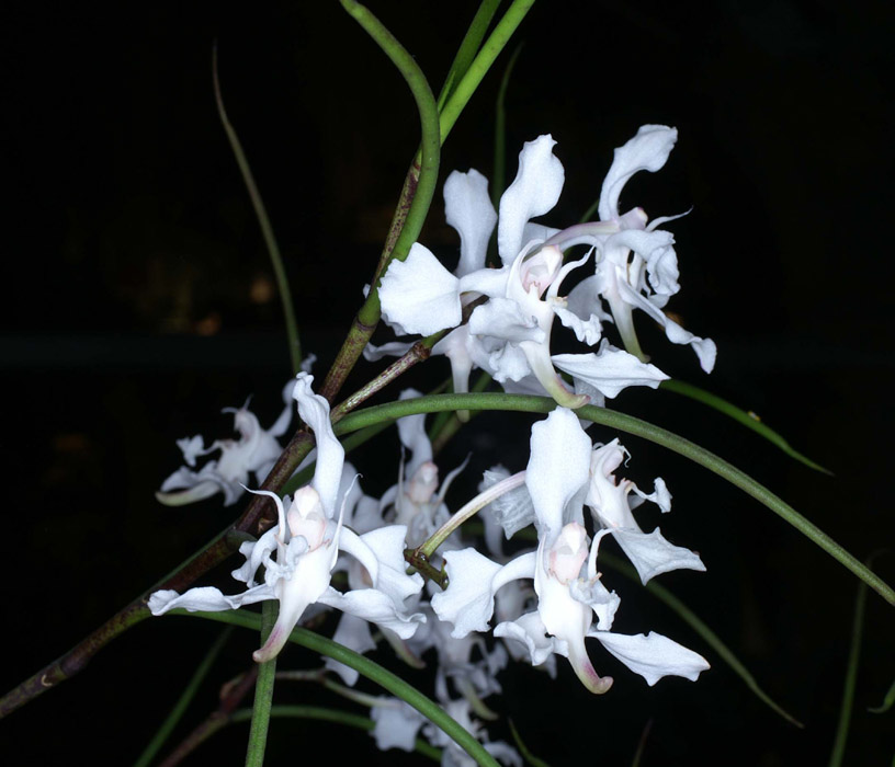 Papilionanthe vandarum 100308 (84)