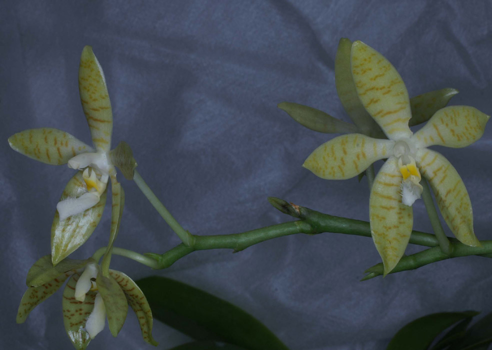 Phalaenopsis pallens 090308 (28)