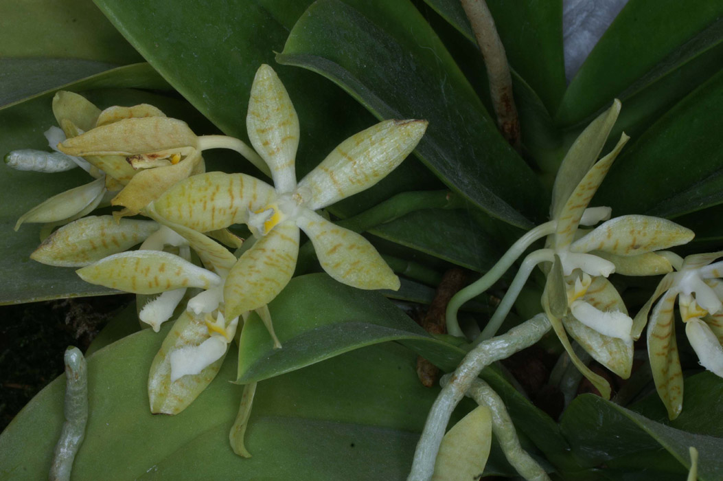 Phalaenopsis pallens 090308 (29)