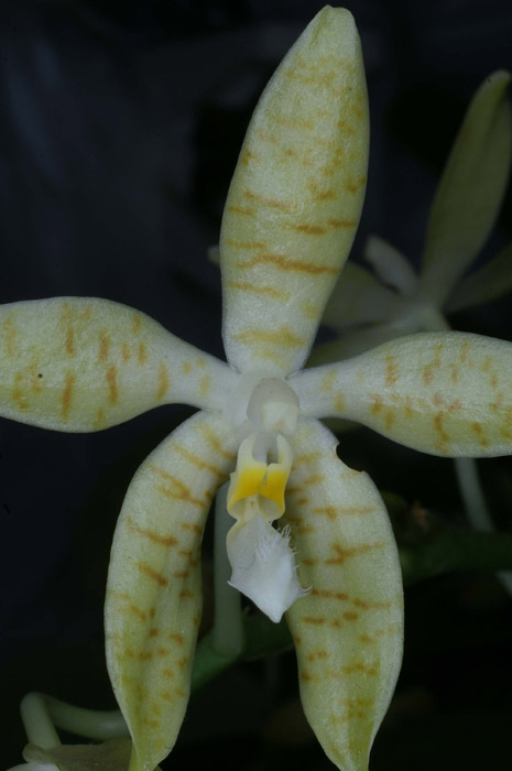 Phalaenopsis pallens 090308 (30)