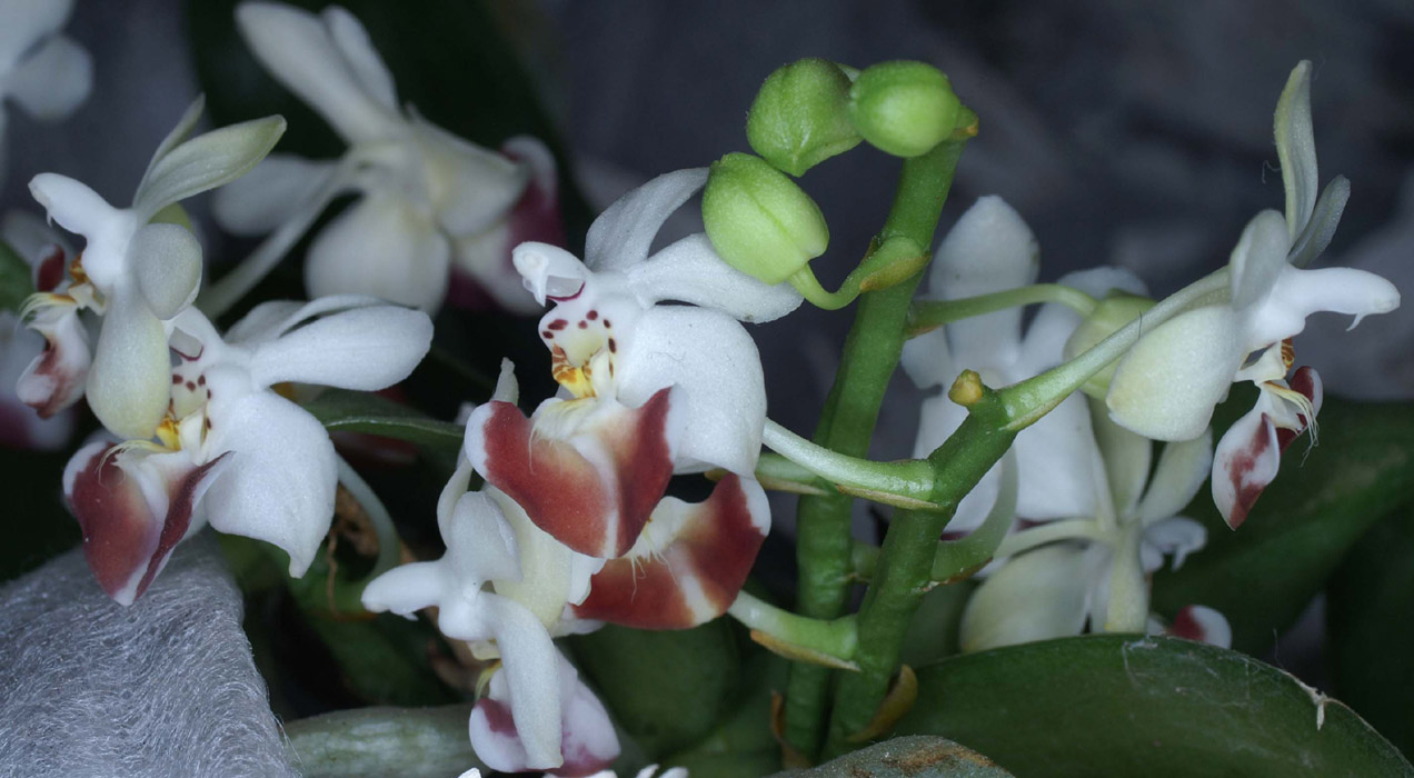 Phalaenopsis parishii 090308 (201)
