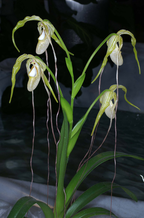 Phragmipedium caudatum 090308 (159)