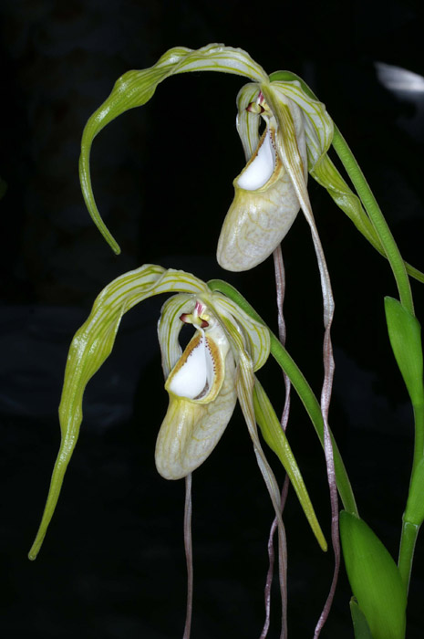 Phragmipedium caudatum 090308 (160)