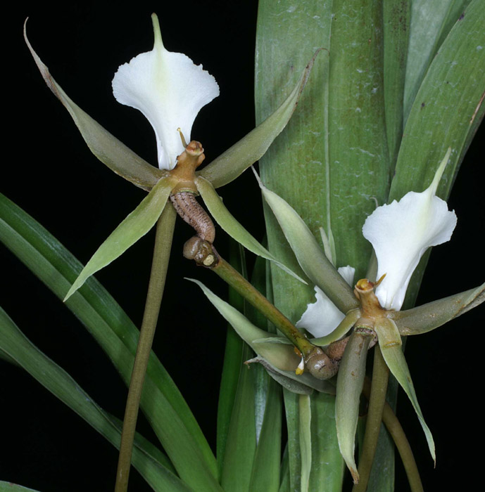 Plectrelminthus caudatus 100308 (40)