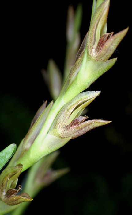 Pleurothallis platystachys 090308 (1)