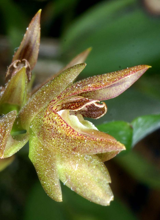Pleurothallis platystachys 090308 (2)
