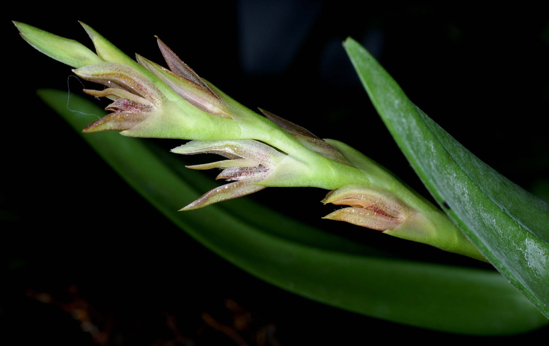 Pleurothallis platystachys 090308