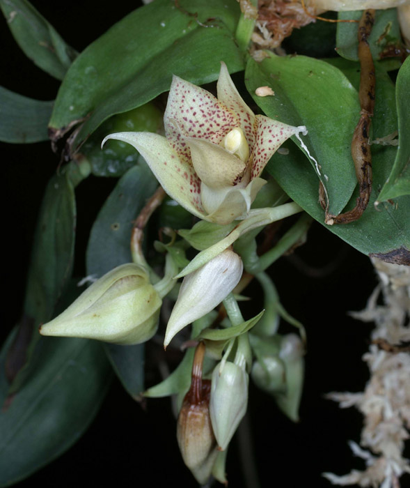 Promenaea rolinsonii 100308 (99)