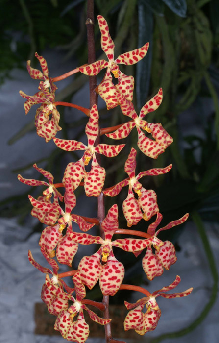 Renanthera monachica 090308 (287)
