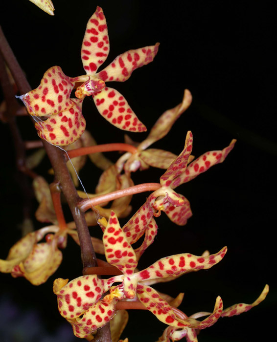 Renanthera monachica 090308 (348)