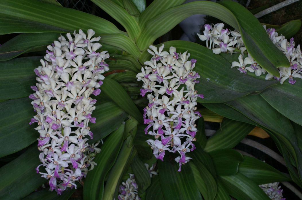 Rhynchostylis gigantea 090308 (17)