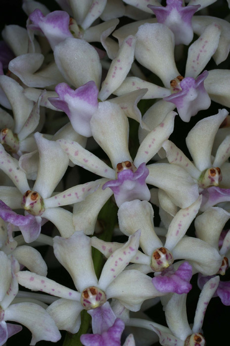 Rhynchostylis gigantea 090308 (18)