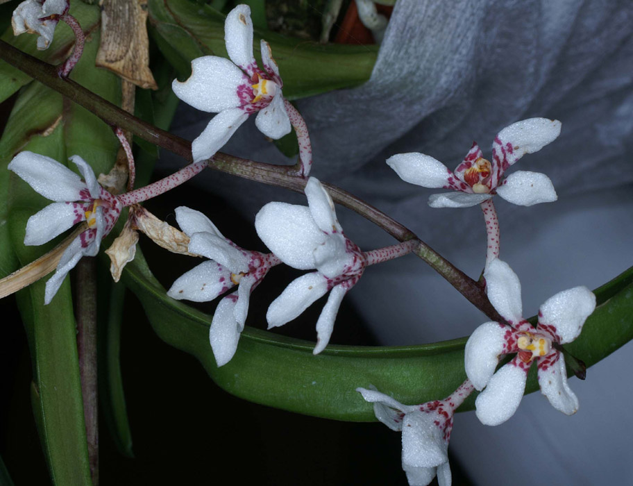 Sarcochilus hartmannii 090308 (156)