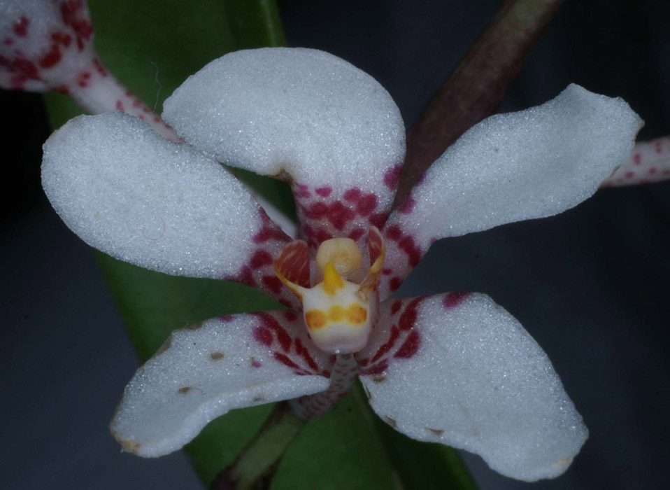 Sarcochilus hartmannii 090308 (157)