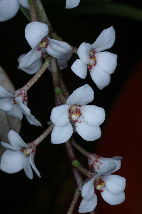 Sarcochilus hartmannii 100308 (112)