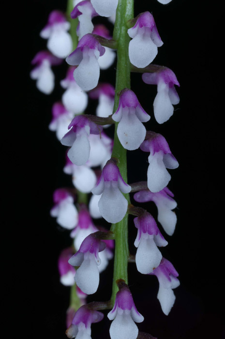 Schoenorchis gemmata 090308 (326)