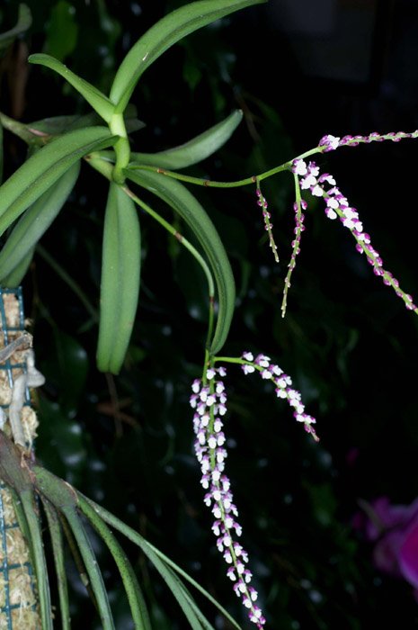 Schoenorchis gemmata 090308 (327)