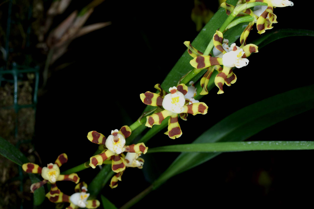 Solenidiopsis tigroides 090308 (70)