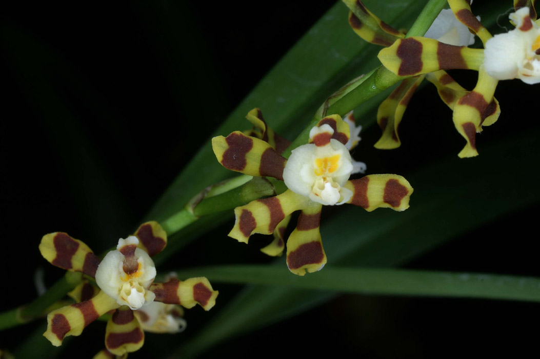 Solenidiopsis tigroides 090308 (71)